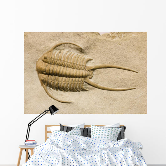 Trilobite Fossil with Thorns