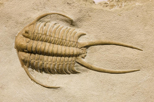 Trilobite Fossil with Thorns