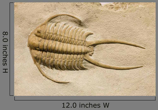 Trilobite Fossil with Thorns