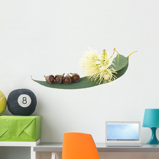 Eucalyptus