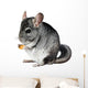 Grey chinchilla. isolated. Wall Decal