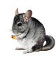 Grey chinchilla. isolated. Wall Decal