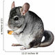 Grey chinchilla. isolated. Wall Decal