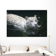 White Tiger Wall Mural