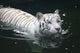 White Tiger Wall Mural