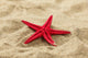 Close-up Red Starfish Beach