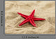 Close-up Red Starfish Beach