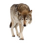 Grey Wolf Wall Decal