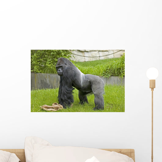 Gorilla Wall Mural
