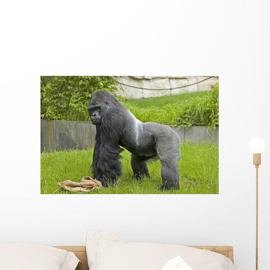 Gorilla Wall Mural