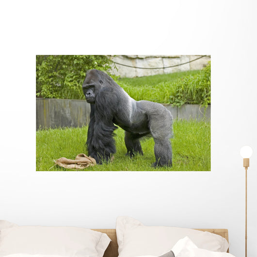 Gorilla Wall Mural