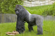 Gorilla Wall Mural