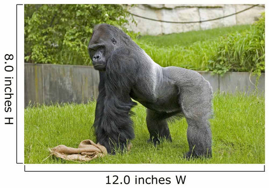 Gorilla Wall Mural
