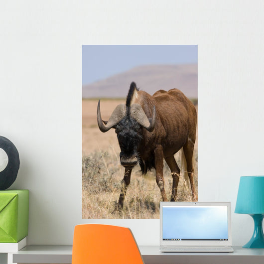 Black Wildebeest Wall Mural