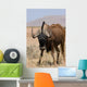 Black Wildebeest Wall Mural