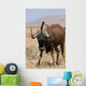 Black Wildebeest Wall Mural