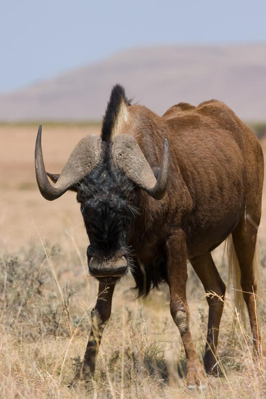 Black Wildebeest Wall Mural