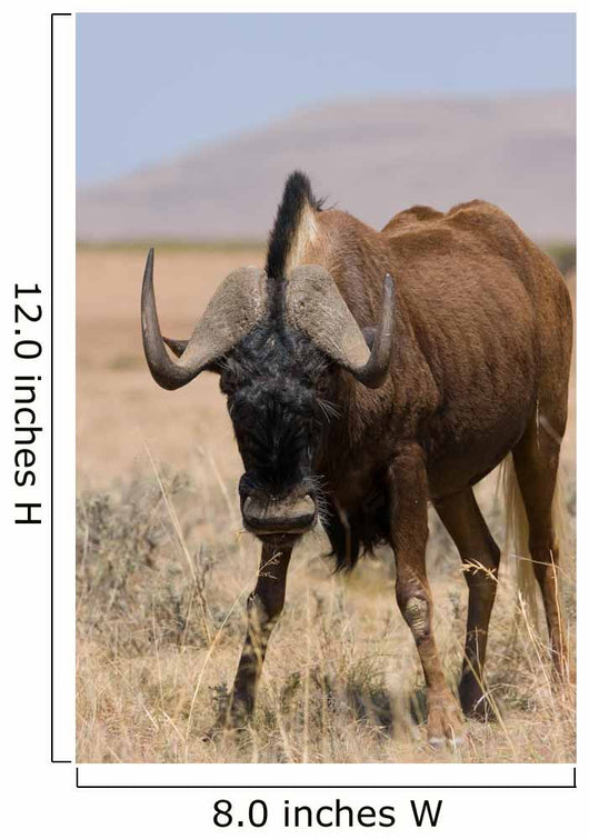 Black Wildebeest Wall Mural