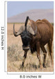 Black Wildebeest Wall Mural