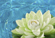 artificial white water lily flower Wall Mural