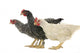Chicken Friends Wall Decal
