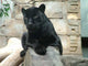 Bagira Panther Wall Decal