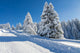 Snowy Fir Trees