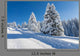 Snowy Fir Trees