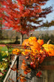 Colorful pumpkins and gourds Wall Mural
