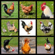 Nine Photos Mosaic Roosters