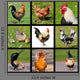 Nine Photos Mosaic Roosters