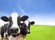 Cow Green Grass Field