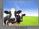 Cow Green Grass Field