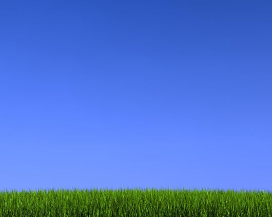 Blue Sky on Grass Wall Mural