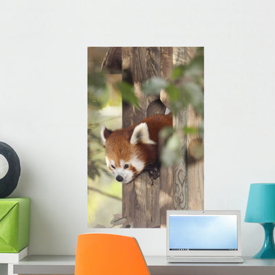 Red Panda shown on a wall