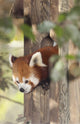 Red Panda