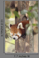 Red Panda
