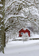 Typical Swedish Landscape Snowy