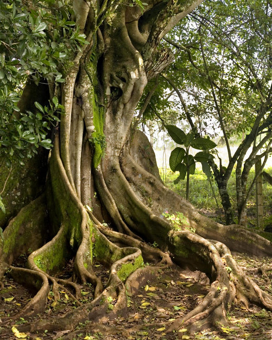 tree Wall Mural