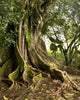 tree Wall Mural