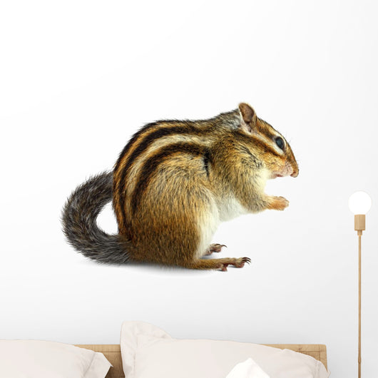Chipmunk White Wall Decal