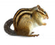 Chipmunk White Wall Decal