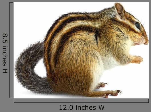Chipmunk White Wall Decal
