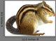 Chipmunk White Wall Decal