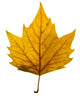 autumn leaf Wall Decal