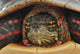 Turtle Wall Mural