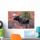 Moose