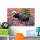 Moose