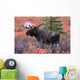 Moose