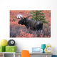 Moose